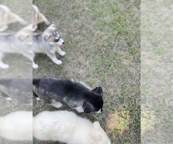 Medium Photo #28 Siberian Husky Puppy For Sale in HILLISTER, TX, USA