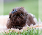 Small Photo #20 Shih Tzu Puppy For Sale in WARSAW, IN, USA