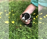 Small Photo #1 Australian Shepherd Puppy For Sale in BEL AIR, MD, USA