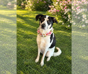 Australian Shepherd-Unknown Mix Dogs for adoption in Phoenix, AZ, USA