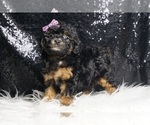 Puppy Tyra AKC Poodle (Miniature)