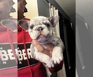 French Bulldog Puppy for sale in SAN JOSE, CA, USA