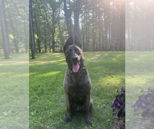 Medium Photo #3 - Mix Puppy For Sale in Imlay City, MI, USA