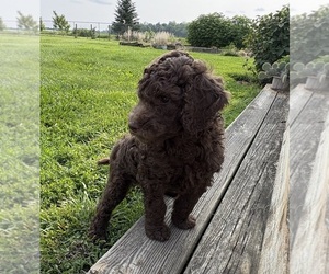 Poodle (Standard) Puppy for sale in CICERO, IN, USA