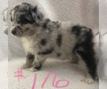 Small #11 Australian Shepherd