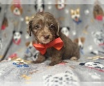 Small #1 YorkiePoo