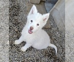 Puppy Shirley Siberian Husky