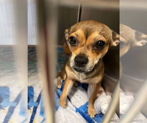 Chihuahua-Unknown Mix Dogs for adoption in New York, NY, USA