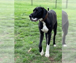 Great Dane Dogs for adoption in Bullard, TX, USA