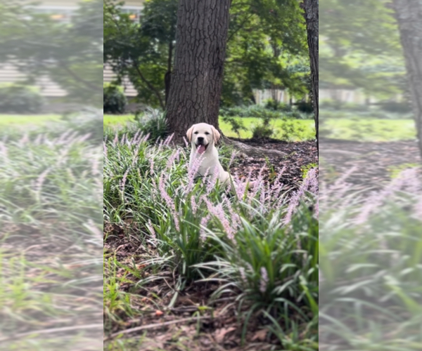 Medium Photo #9 Labrador Retriever Puppy For Sale in LOUISBURG, NC, USA