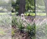 Small #8 Labrador Retriever
