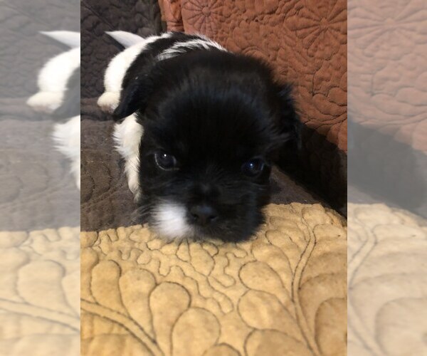 Medium Photo #2 Zuchon Puppy For Sale in MOUNT VERNON, IA, USA