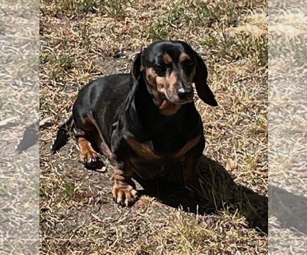 Medium Photo #1 Dachshund Puppy For Sale in Shelbyville, TN, USA