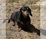 Small Dachshund