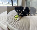 Small #4 Beauceron-Huskies  Mix