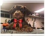 Small Photo #6 Doberman Pinscher Puppy For Sale in SAINT LOUIS, MO, USA
