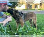Small German Shepherd Dog Mix