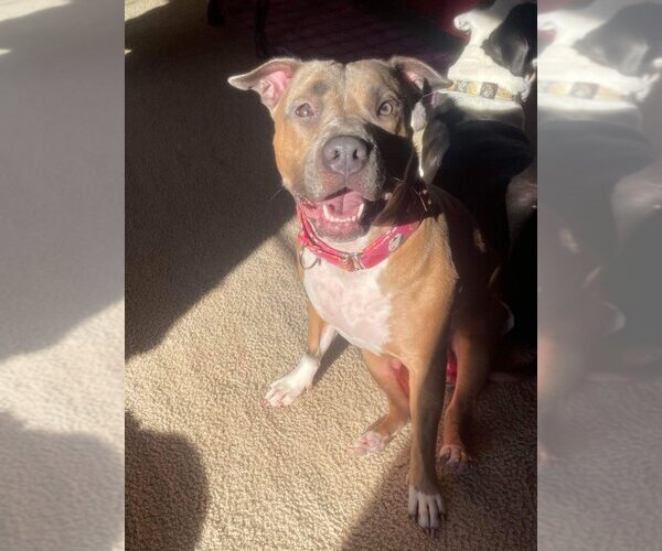 Medium Photo #7 American Pit Bull Terrier-American Staffordshire Terrier Mix Puppy For Sale in Wenonah, NJ, USA