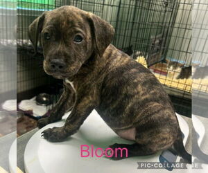 Labrador Retriever-Unknown Mix Dogs for adoption in SHERBURNE, NY, USA