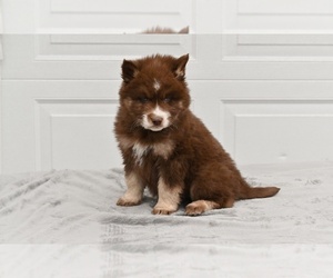 German Shepherd Dog-Siberian Husky Mix Puppy for sale in MILLERSBURG, OH, USA