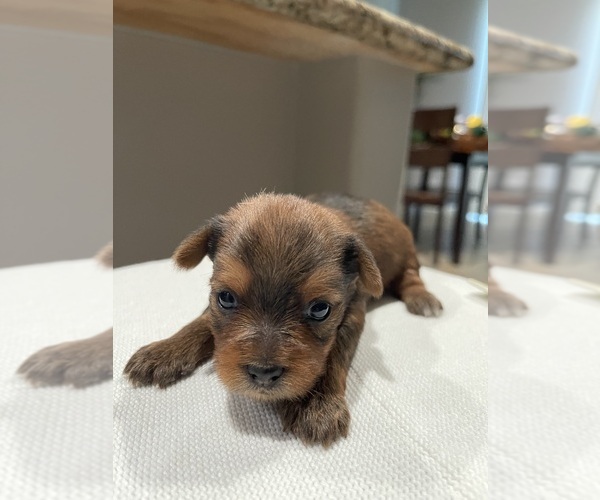 Medium Photo #12 Yorkshire Terrier Puppy For Sale in RANCHO CORDOVA, CA, USA