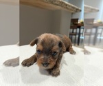 Small #11 Yorkshire Terrier