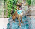 Small #3 Boxer Mix