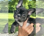 Small #2 French Bulldog