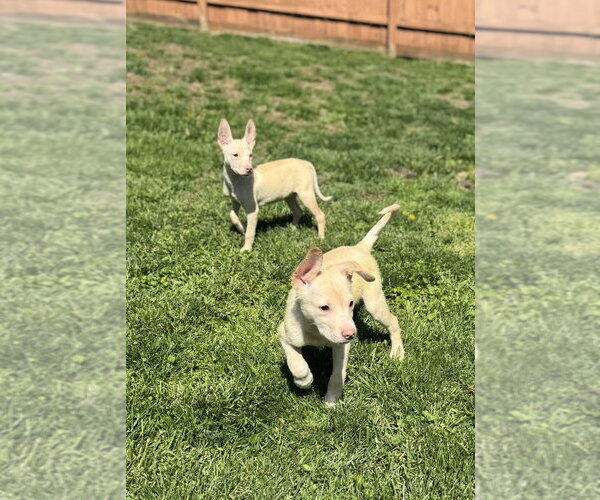 Medium Photo #4 Siberian Husky-Unknown Mix Puppy For Sale in Springdale, PA, USA