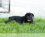 Small Photo #30 Cane Corso Puppy For Sale in WAKARUSA, IN, USA