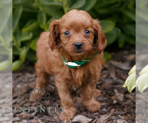 Medium Photo #2 Cavapoo (Miniature) Puppy For Sale in COATESVILLE, PA, USA