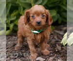 Small #1 Cavapoo (Miniature)