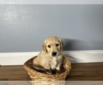 Small Photo #6 Golden Retriever Puppy For Sale in SIOUX FALLS, SD, USA