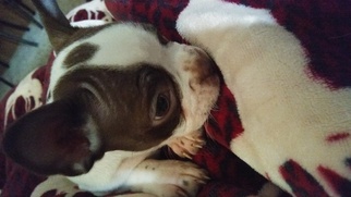 Boston Terrier Puppy for sale in MONT BELVIEU, TX, USA