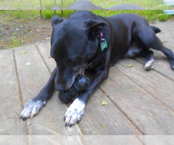 Medium Photo #5 Mutt Puppy For Sale in Monterey, VA, USA