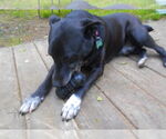 Small #4 Mutt