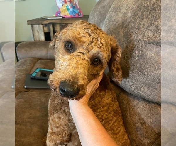 Medium Photo #1 Labradoodle Puppy For Sale in ABILENE, TX, USA