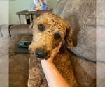 Small Photo #1 Labradoodle Puppy For Sale in ABILENE, TX, USA