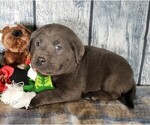 Small Photo #3 Labrador Retriever Puppy For Sale in GRABILL, IN, USA