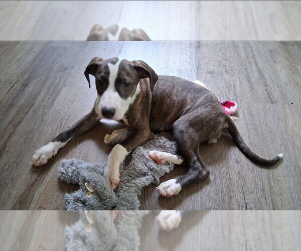 Medium Photo #2 American Pit Bull Terrier-Unknown Mix Puppy For Sale in Chester, VA, USA