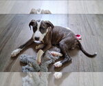 Small #1 American Pit Bull Terrier Mix
