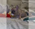 Puppy Scarlet French Bulldog