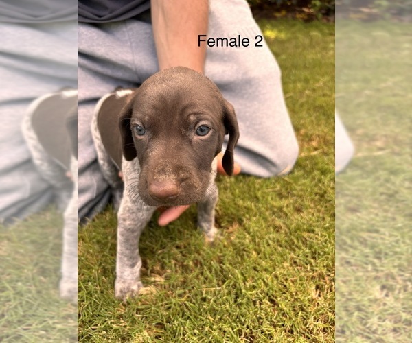 Medium Photo #11 German Shorthaired Pointer Puppy For Sale in VALLEY CENTER, CA, USA