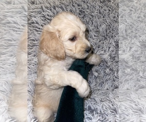 Goldendoodle Puppy for sale in GRAND PRAIRIE, TX, USA
