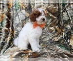 Small #4 Poodle (Miniature)