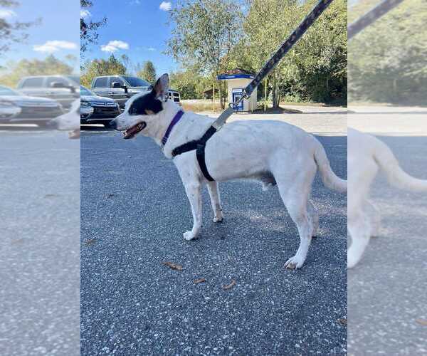 Medium Photo #11 Mutt Puppy For Sale in Candler, NC, USA