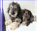 Small #1 Mutt
