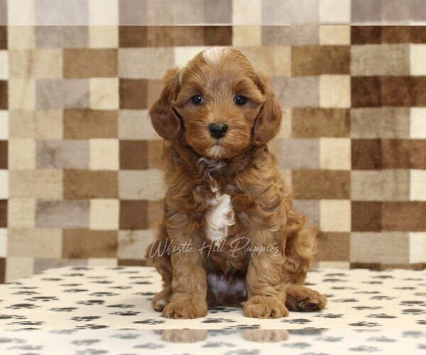 Medium Photo #3 Cavapoo (Miniature) Puppy For Sale in DENVER, PA, USA
