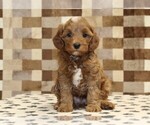 Small #2 Cavapoo (Miniature)