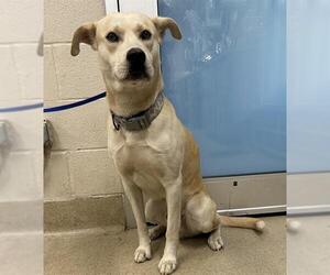 Labrador Retriever-Unknown Mix Dogs for adoption in Grand Prairie, TX, USA